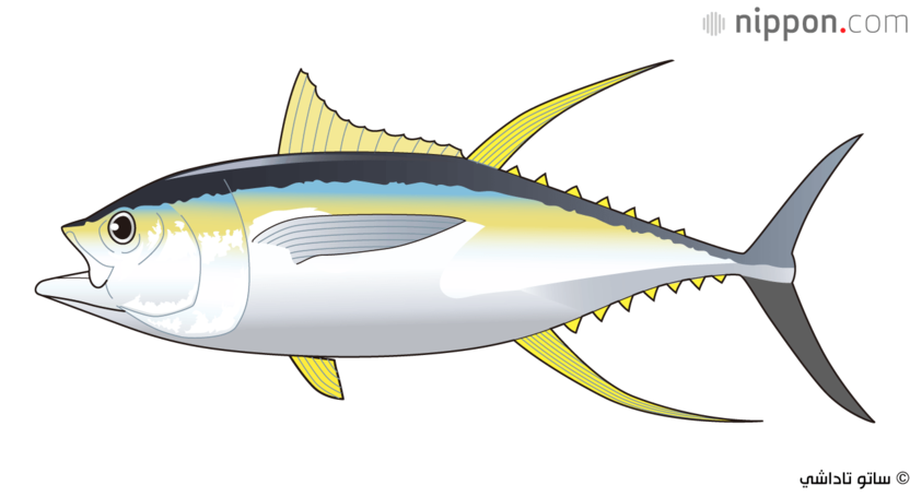 تتميز أسماك التونة ذات الزعانف الصفراء بلون زعانفها الأصفر، ويمكن أن يصل طولها إلى ما يقارب مترين ووزنها ما بين 70 و80 كيلوغراما.
