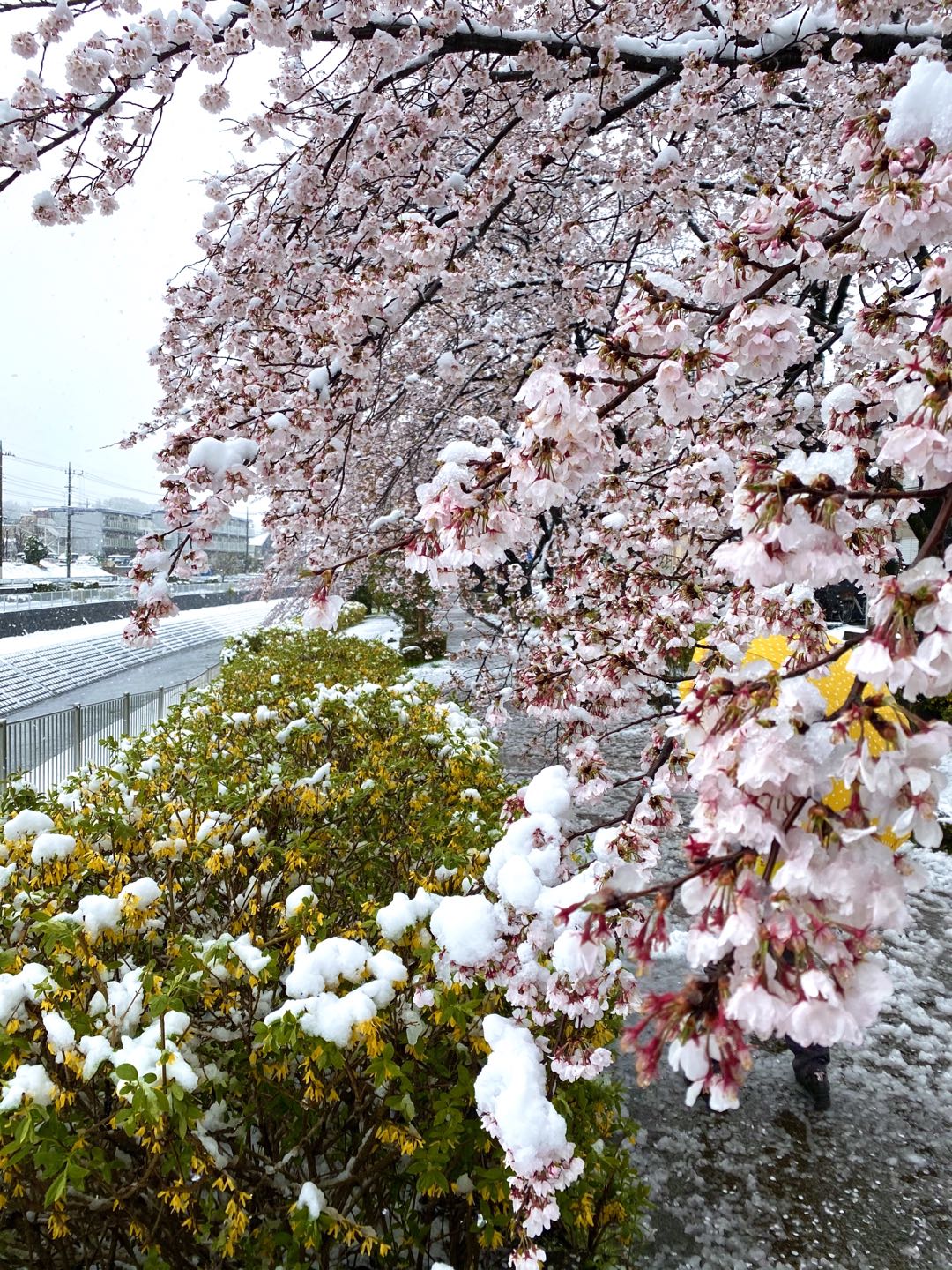 【美图集】樱花烂漫时，东京下了场雪