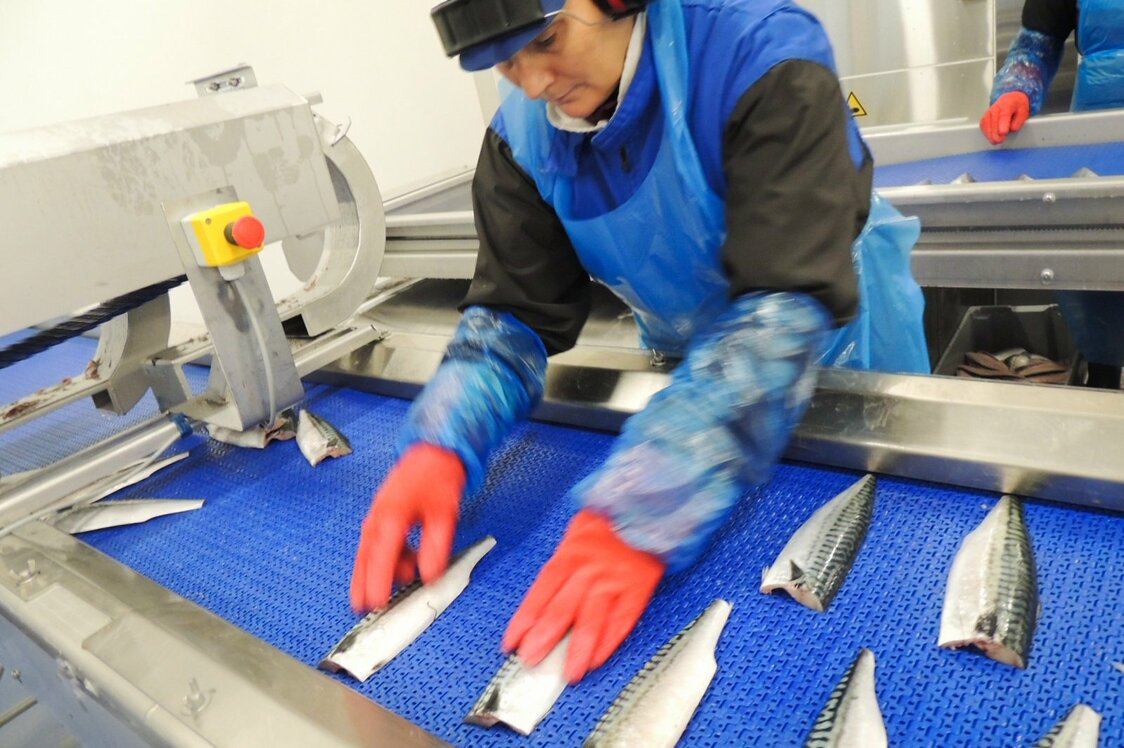 オーレスンの水産加工場で、素早く処理されるサバ　写真：筆者提供
