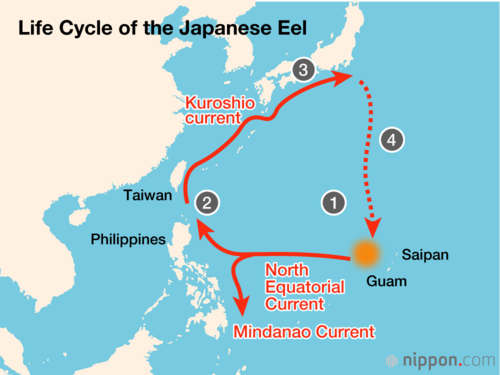 1 Eggs spawned west of the Mariana Islands 2 Larvae drift on ocean current, growing to about 6 cm (glass eels) 3 Elvers mature and spend 5–15 years in estuaries and rivers 4 Mature eels return to the sea to spawn