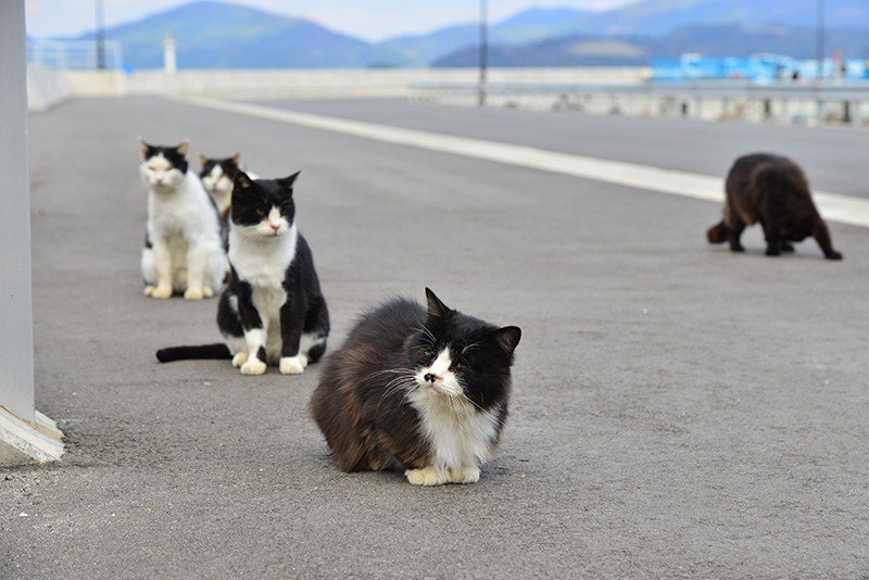 Un grupo de gatos “da la bienvenida” a los visitantes que llegan en barco al puerto de Nitoda. © SHOE PRESs CO., LTD.