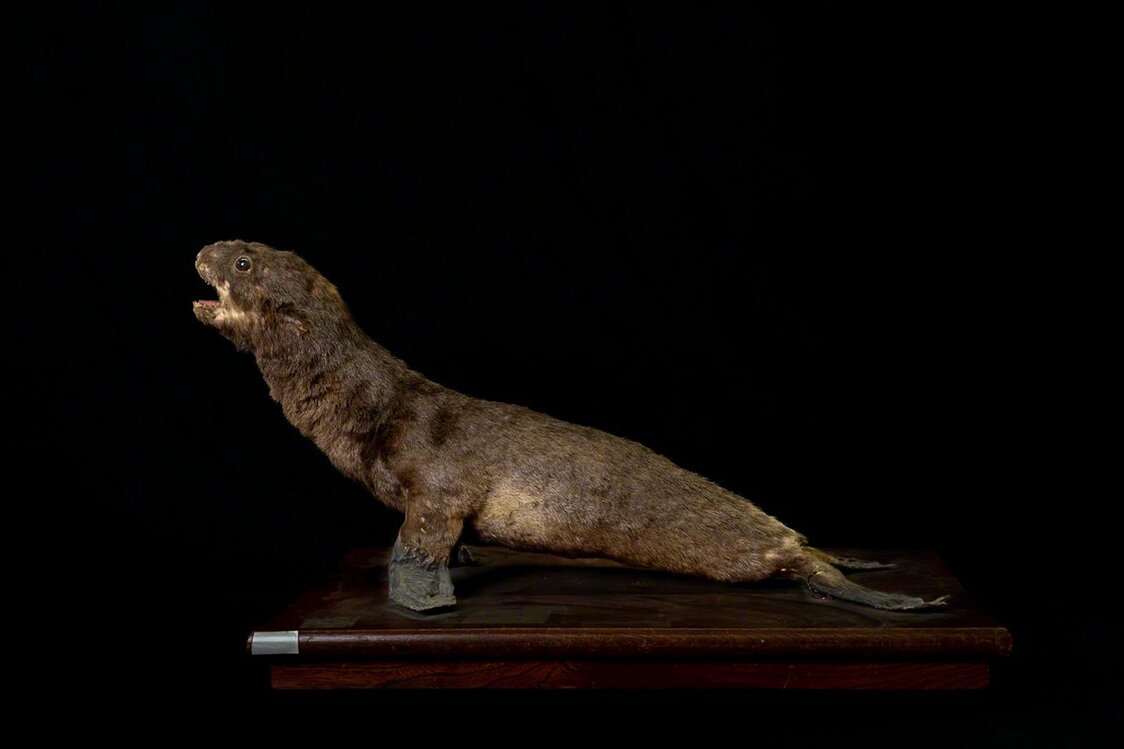 1913年購入の幼獣の剥製。ラベルには「オットセイ」と記載されていたが、ニホンアシカであると同定された ©Michiko HAYASHI