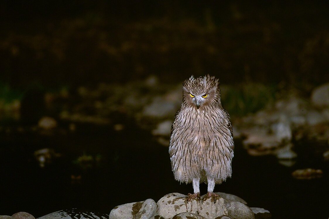 春に生まれた幼鳥。面構えだけは親鳥に負けない