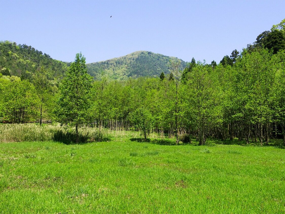 滋賀県の小谷城跡。発掘調査によって居住施設の礎石が検出され、山城に家族を住まわせるようになったことが分かる＝筆者提供