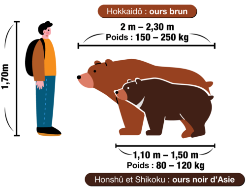 Hokkaidô : ours brun / Honshû et Shikoku : ours noir d’Asie
