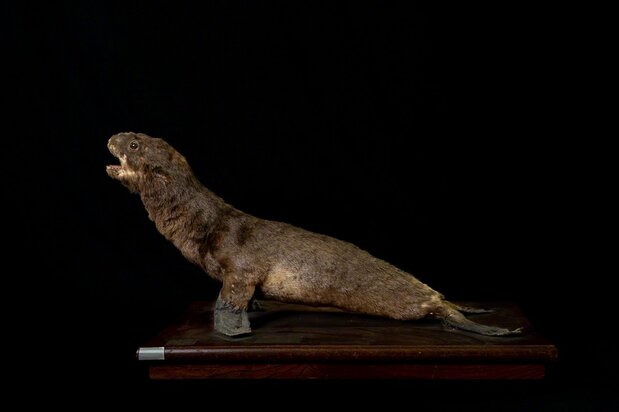 1913年購入の幼獣の剥製。ラベルには「オットセイ」と記載されていたが、ニホンアシカであると同定された ©Michiko HAYASHI