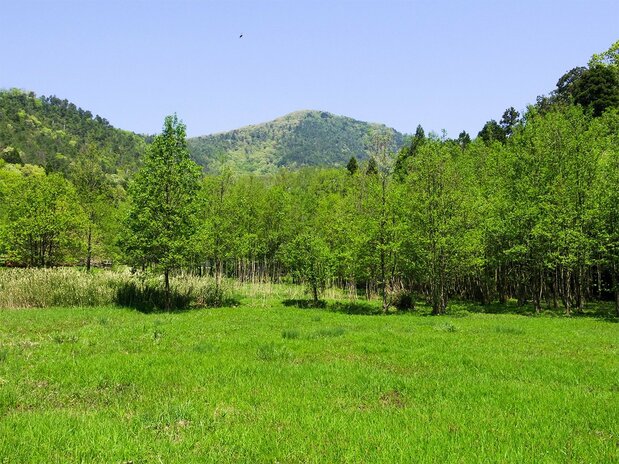 滋贺县小谷城遗址。在挖掘调查中,人们发现了居住设施的地基,这证实当时三好长庆已经让家人住进山城了(图片:笔者)