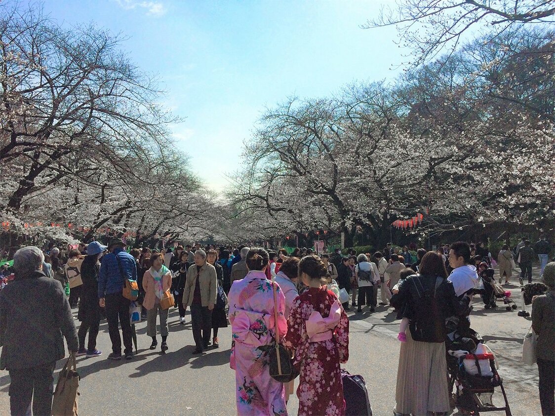 东京上野的赏樱游客