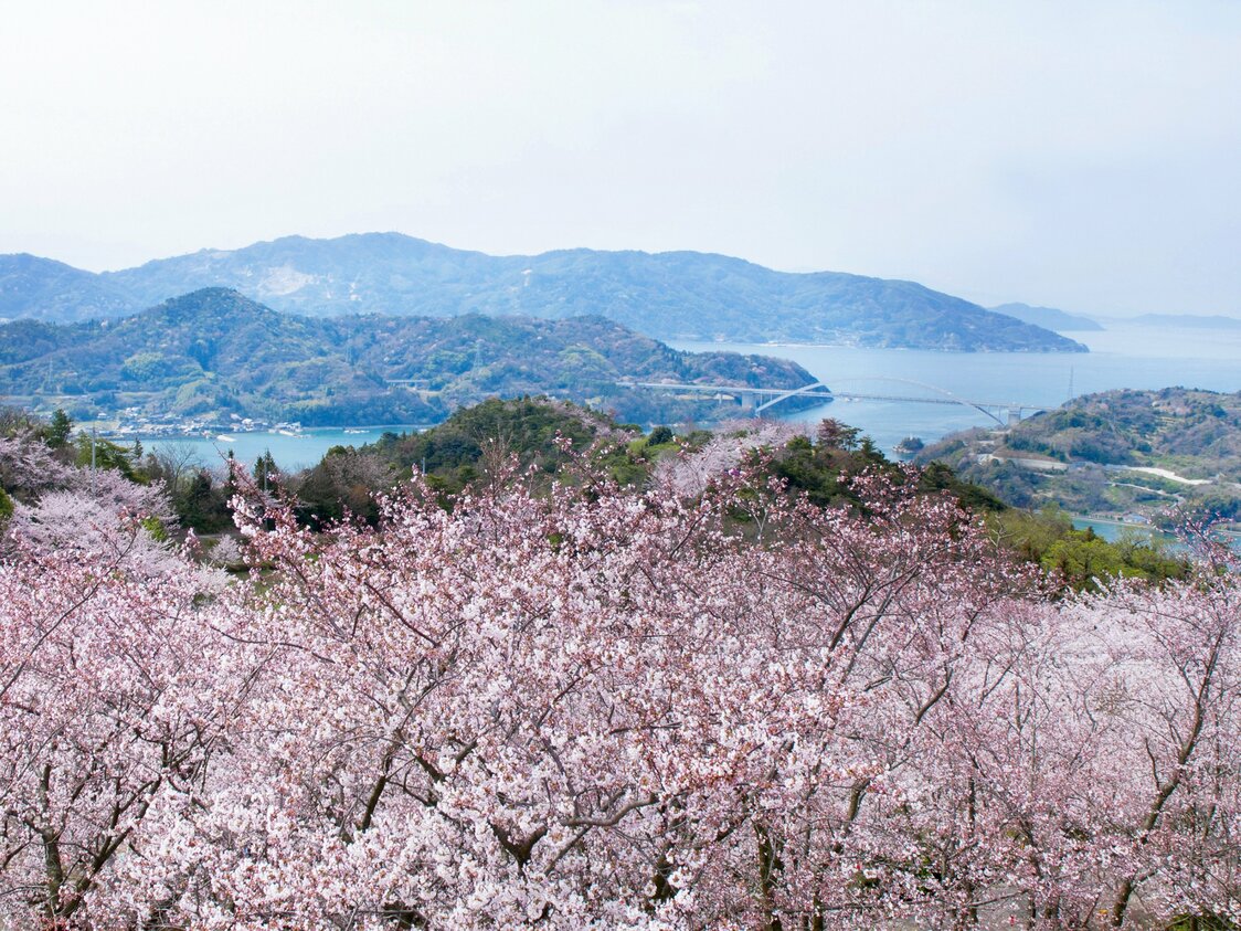 视线越过伯方岛上樱花烂漫的开山公园，眺望大三岛桥