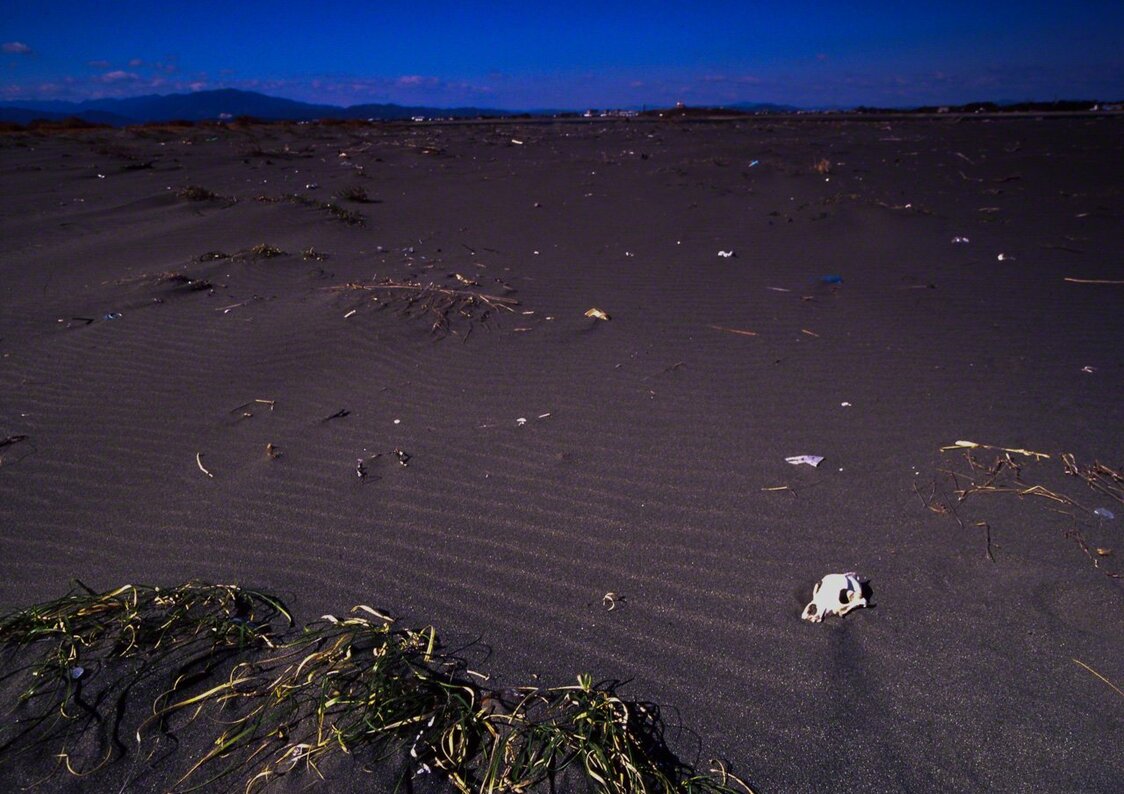 Close to the mouth of the Naka River in Tokushima Prefecture, Shikoku. A dog’s skull lies among the flotsam washed downriver. (© Ōnishi Naruaki)