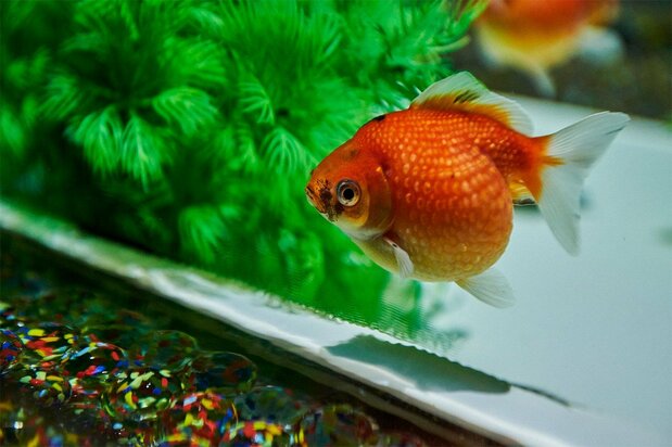 乒乓珍珠(图片:艺术水族馆GINZA)