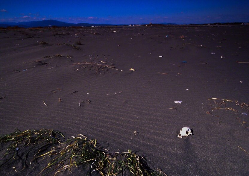 Close to the mouth of the Naka River in Tokushima Prefecture, Shikoku. A dog’s skull lies among the flotsam washed downriver. (© Ōnishi Naruaki)