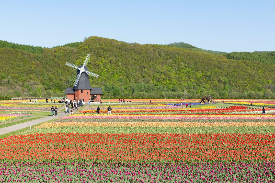 例年満開を迎えるのは5月20日頃