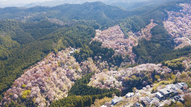 上空から眺めた吉野山の桜