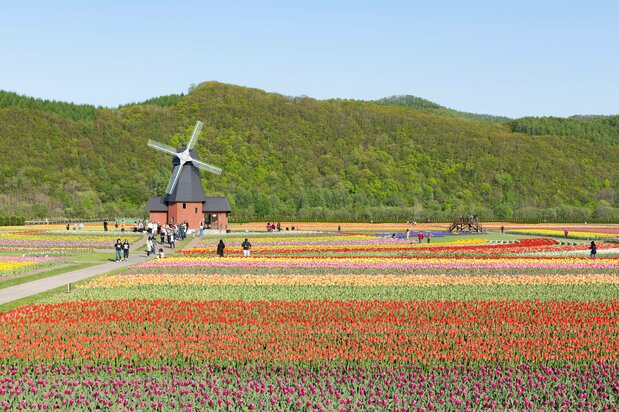 例年満開を迎えるのは5月20日頃