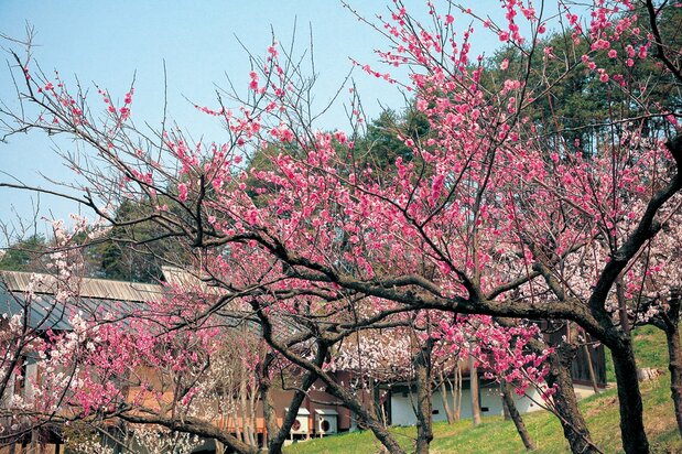 被称作“北限梅林”的津轻花卉中心  图片提供：五所川原市观光协会