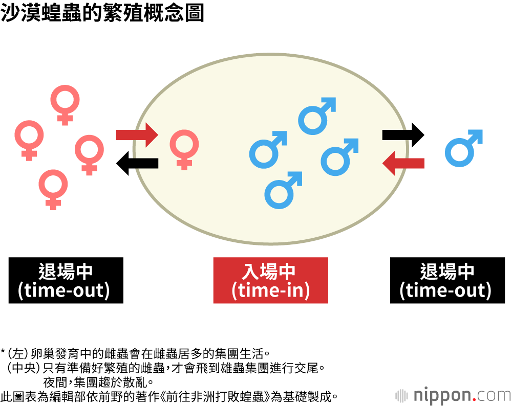 沙漠蝗蟲的繁殖概念圖