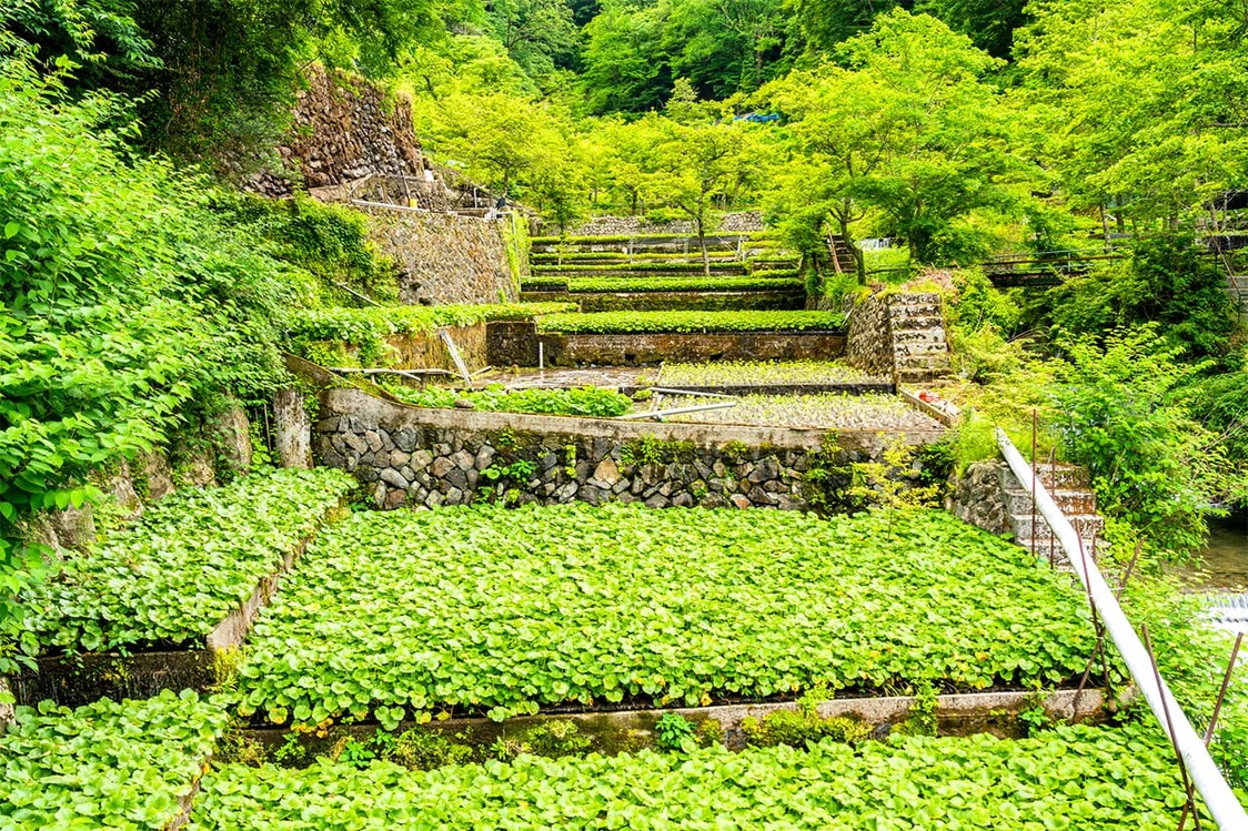 Plots of wasabi plants climb up a hillside. Shizuoka’s many valleys and abundant water make it ideal for growing the plant, used to season everything from sushi to potato chips. (© Pixta)