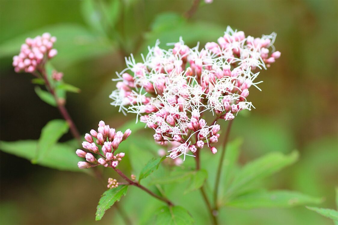 Les sept fleurs des champs symboles de l’automne japonais
