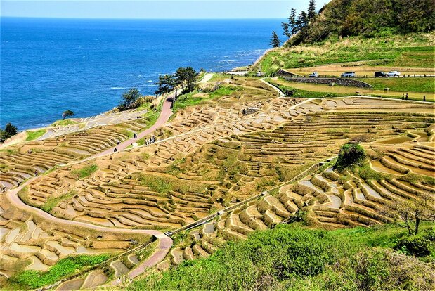 在面朝大海的约4公顷斜坡上,层层叠叠分布着1004块小梯田。最小的梯田只是一个边长50厘米的四方形。因为农业机械无法进入,所以这里至今仍在进行人工插秧割稻(图片:PIXTA)