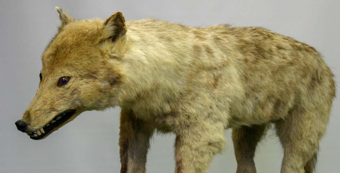 Un spécimen de loup japonais à la faculté d’Agriculture de l’université de Tokyo. L’animal a été acheté dans la préfecture d’Iwate pour la deuxième exposition industrielle nationale de 1881. (Avec l’aimable autorisation de la faculté d’Agriculture de l’université de Tokyo)