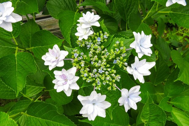 « Sumida no Hanabi » (« Feux d’artifice sur la Sumida ») est un gaku ajisai découvert par Yamamoto Takeomi dans le jardin d’un ami. (Photo AC)