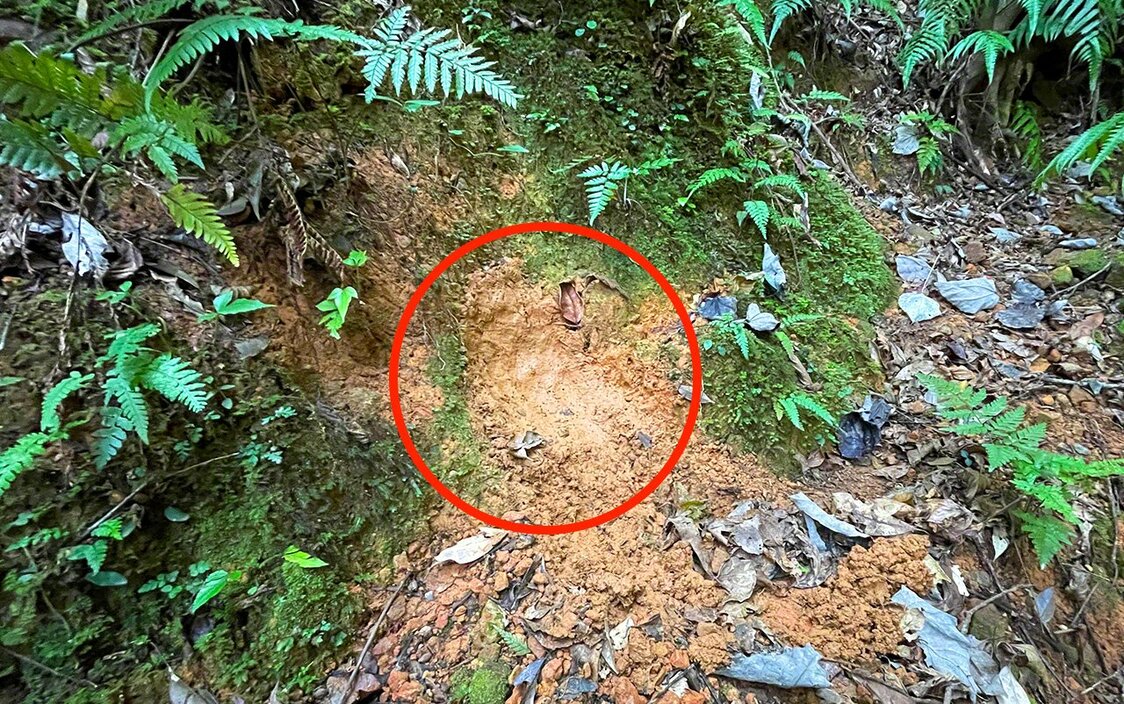 为免遭毒蛇袭击，幼兔安静地待在封闭的巢穴（上图红色圆圈处）里长达48小时，一直等到母兔打开洞口