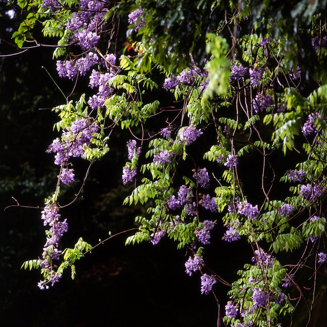 Fleurs de glycine
