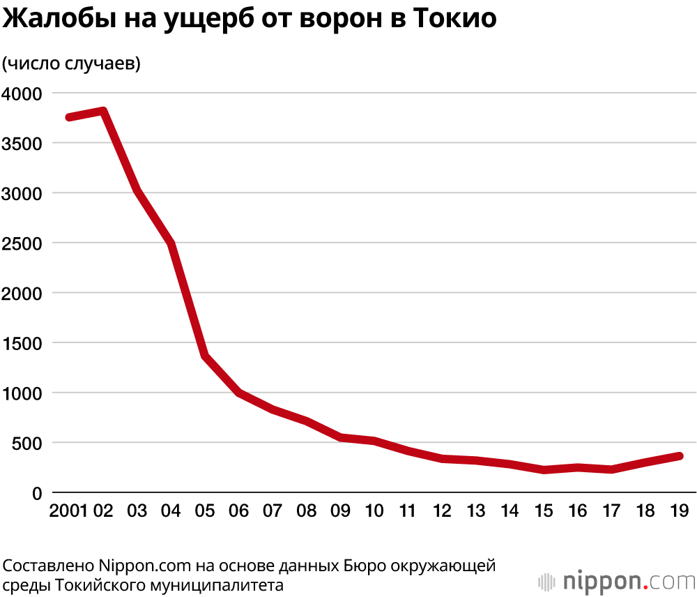 Наши умные соседи – вороны