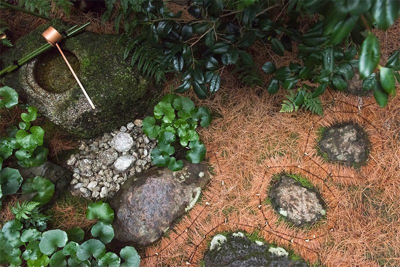 En invierno, el musgo crece en las hojas de pino esparcidas por el jardín.