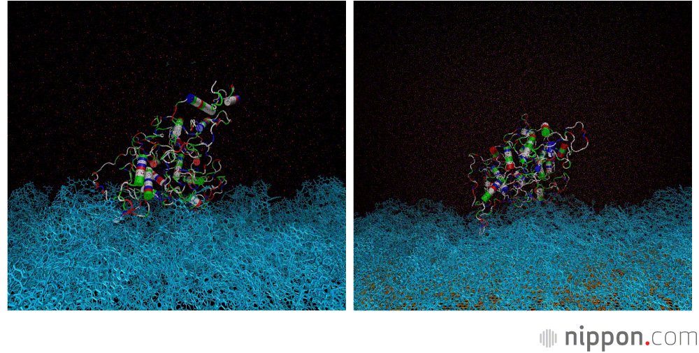 Des protéines adhérent à la membrane conventionnelle représentée à gauche (le matériau fibreux de couleur bleue en bas), alors que leur adhésion à la membrane de l’Université Shinshû, représentée à droite, est faible, si bien qu’un simple rinçage suffit à les éliminer. (© Université Shinshû)
