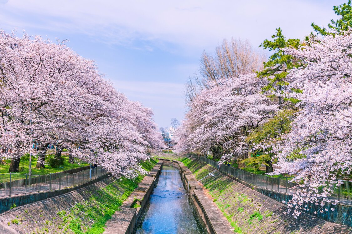 Una ruta de paseo de cuatro kilómetros para contemplar los cerezos junto al río Zenpukuji, en Suginami. (© Pixta)
