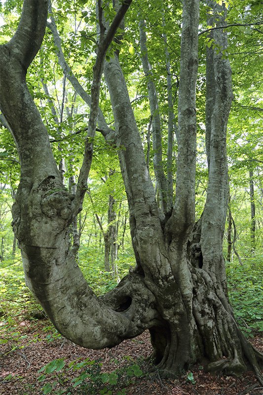 El “Árbol Candelabro”, un ejemplar que merece la pena contemplar. Se halla de camino hacia el Gran Rey Agariko.