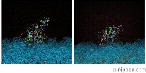 Proteins adhere to the conventional membrane at left (the fibrous material in blue at bottom), while they only adhere weakly to the Shinshū University membrane on the right, and they can be easily removed by water flow. (© Shinshū University)