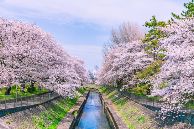 Una ruta de paseo de cuatro kilómetros para contemplar los cerezos junto al río Zenpukuji, en Suginami. (© Pixta)