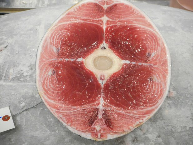 マグロの目利きに欠かせない尾の断面。仲卸などは脂の乗りのほか、赤身の質(粘り・うま味)、色合いなどをチェックする 写真:筆者提供