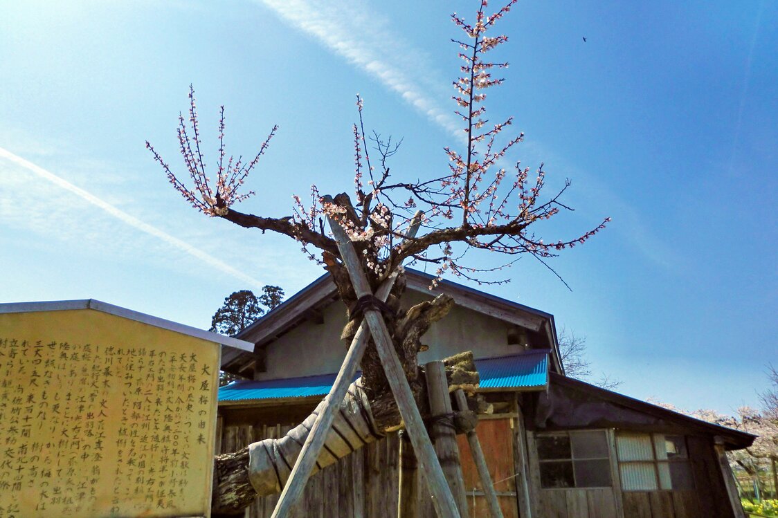 約1200年の歴史をもつ梅の名所。写真は、大屋梅の元祖といわれる「江津の庭梅」　写真提供：横手市観光協会