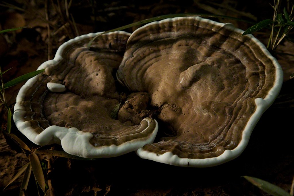 [Diapositivas] ¡Bienvenidos al bosque!