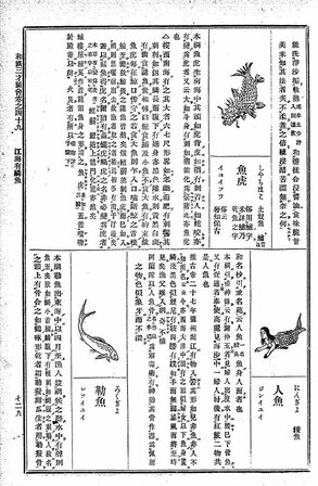 『和漢三才図会』の人魚(国立国会図書館デジタルコレクション)