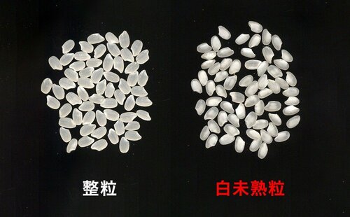 被害がなく、形が整っている米（左）と高温によってでんぷんの蓄積が不十分となり、白く濁った米（写真提供：農研機構）