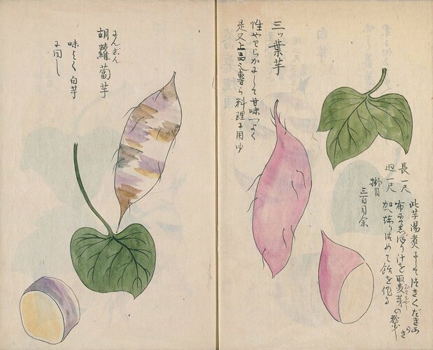 Croquis de patate douce figurant dans le Kansho-ki d’Aoki Konyô. (Collection de la Bibliothèque nationale de la Diète)