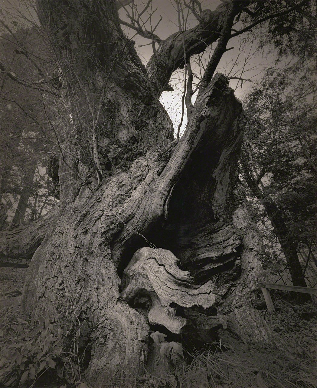 Depictions of Eros and Thanatos: Sacred Trees of Shintō Shrines Through the Lens of Ōsaka Hiroshi