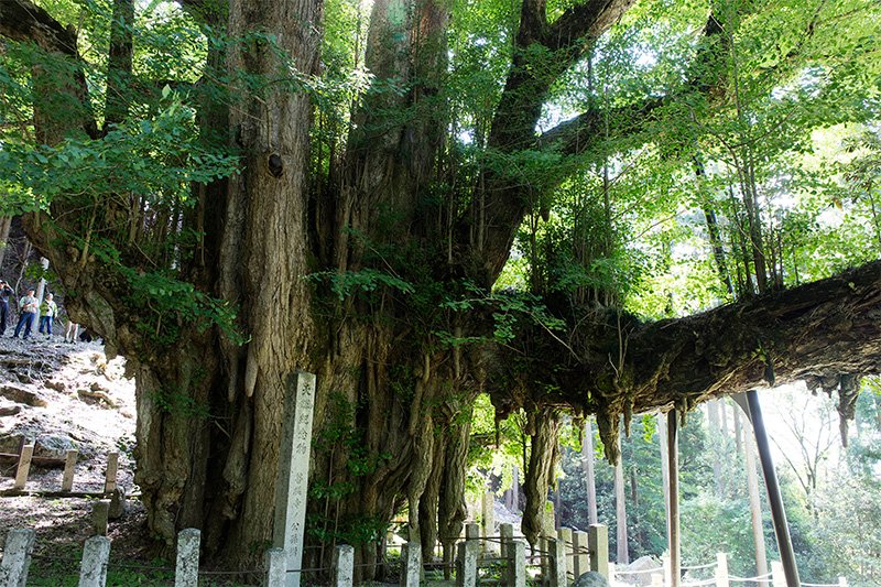 En busca de los árboles gigantes: 1. La estación más verde