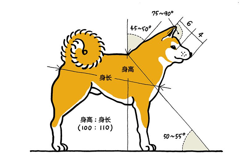 秋田犬的标准：如果整个头部为10，那么口吻为4。耳朵与鼻镜和前额一线呈75～90°角。身高与身长的比例为100:110。对其他方面也有详细规定