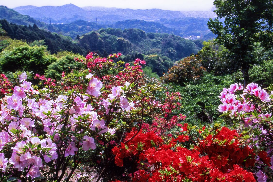 初夏的天园峠