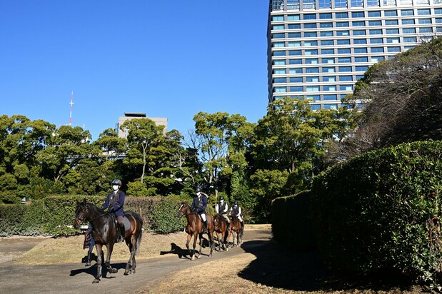 The horses go from the stables to the training arena in a single file. The office buildings of Marunouchi rise up behind the cluster of trees.