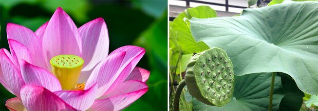 约2000年前的莲子发芽后长出的古莲（左）和莲子（图片：PIXTA）