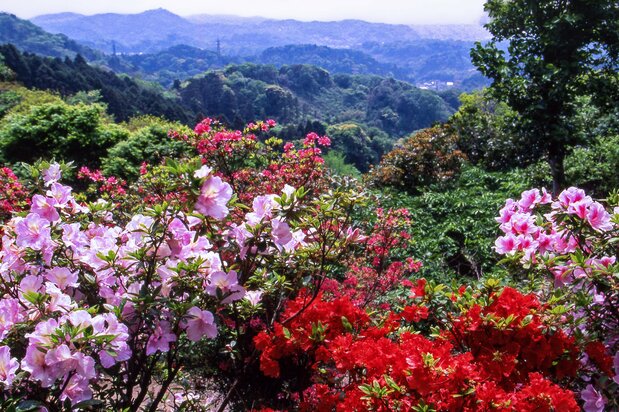 初夏の天園峠 写真=原田寛
