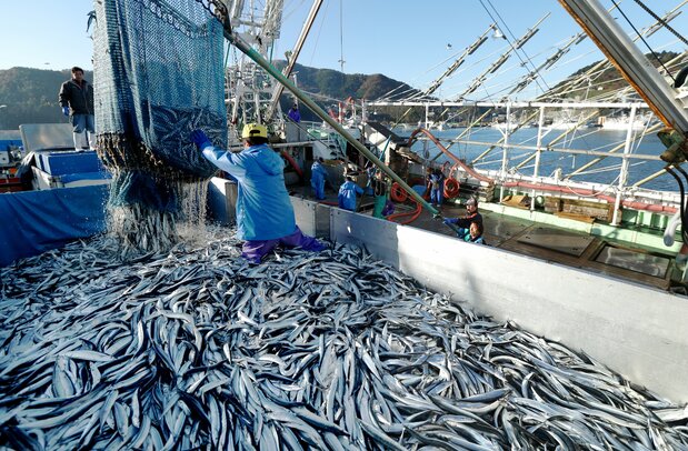 根室、大船渡と並んで全国有数のサンマの水揚げ量を誇る女川港で、大型漁船から水揚げされる旬のサンマ(2012年11月撮影) 時事