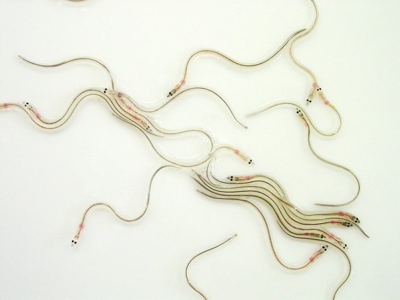 Glass eels (transparent juveniles), also known as elvers. (Photo courtesy of Tsukamoto Katsumi.)